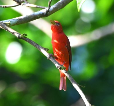 Male Summer Tanager, in the trees along the river