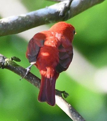 Back view of the male Summer Tanager