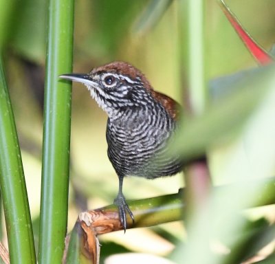 From the safety of the palm trees in a cluster in front of the dining pavilion, this Riverside Wren checked us out while we had breakfast.