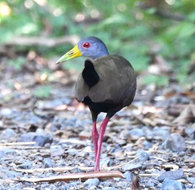 There were also a couple of Gray-cowled Wood-Rails walking around after breakfast.