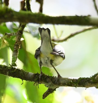 We gathered for a walk of the grounds at the lodge about 9AM and found a Chestnut-sided Warbler in the trees that stayed around long enough for photos.
