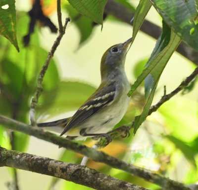 Chestnut-sided Warbler, at Danta Corcovado Lodge, Osa Peninsula, Costa Rica