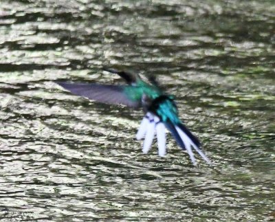 We walked to a stream flowing gently through the grounds and, while we were standing on the bridge over it, this Purple-crowned Fairy hummingbird hovered in front of us briefly. I took lots of photos, but with the light and background--and unsteady hand--never got a sharp shot.