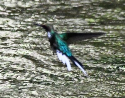 Purple-crowned Fairy hummingbird, hovering over the creek running across Danta Corcovado Lodge's Basiliscus Trail.