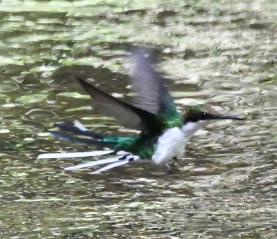 The Purple-crowned Fairy hummingbird had a syncopated fluttering motion unlike other hummingbirds; Chito had pointed out the flight pattern to us when we were at Finca Cntaros.