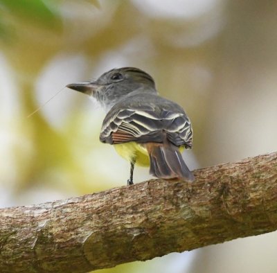 This Great Crested Flycatcher was also near Fran and Tom's place.