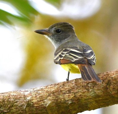 The Great Crested Flycatcher seemed to be sucking down the last antenna of some hapless insect.