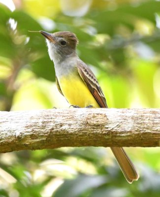 The Great Crested Flycatcher looks different from every angle.