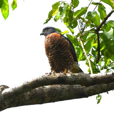 After lunch, a few of us saw this Double-toothed Kite perched in a tree on the grounds.