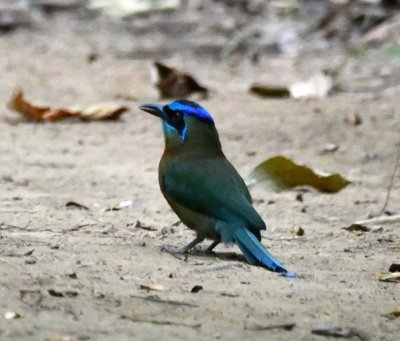 I decided to take a walk back along the Basiliscus Trail after lunch and was rewarded by this Lesson's Motmot standing on the path ahead of me.
