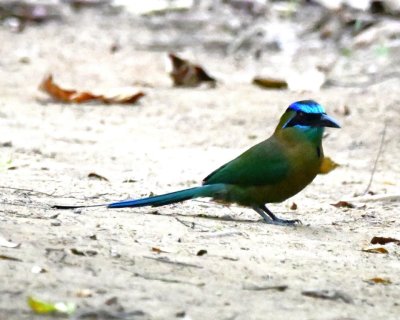 Lesson's Motmot, on Basiliscus Trail at Corcovado Lodge, Costa Rica