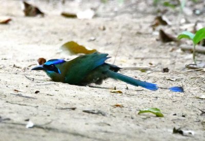 Then the motmot surprised me by getting down in the dirt to take a dust bath.