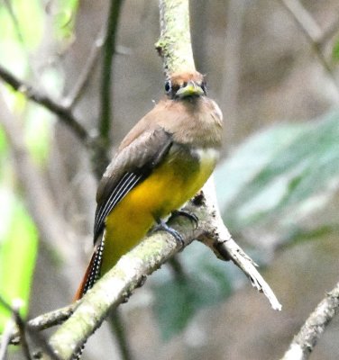 A little farther down the trail, this female Black-throated Trogon perched in the trees to my left. 