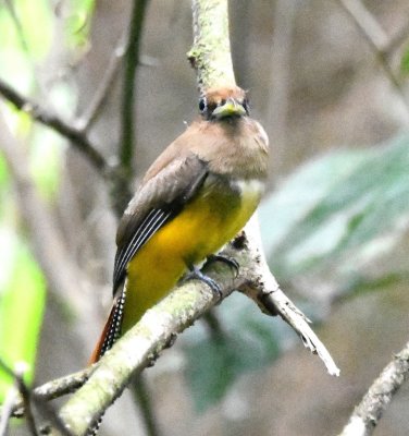 A little farther down the trail, this female Black-throated Trogon perched in the trees to my left.
