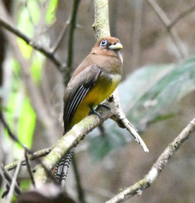 The cicadas were silent in the afternoon heat and it was very quiet while the female Black-throated Trogon sat and looked around.
