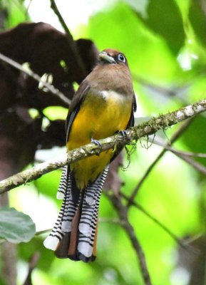 I moved to get a better view of the trogon's tail.