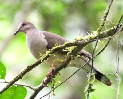 You can see the blue around the eye of the White-tipped Dove.