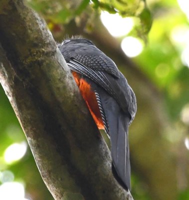 Nearby, a female Baird's Trogon was also perched, also reticent to show her bright colors.