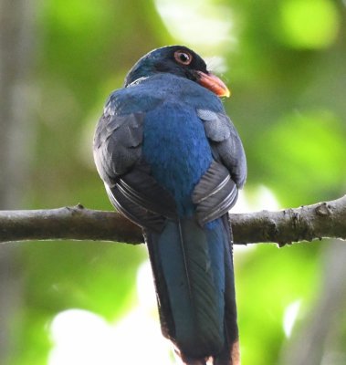 Back view of the male Baird's Trogon