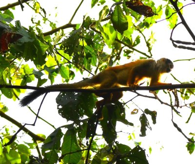Small monkeys passed through the trees above us near the trogons.