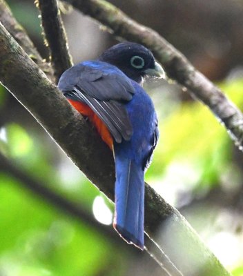 Male Baird's Trogon