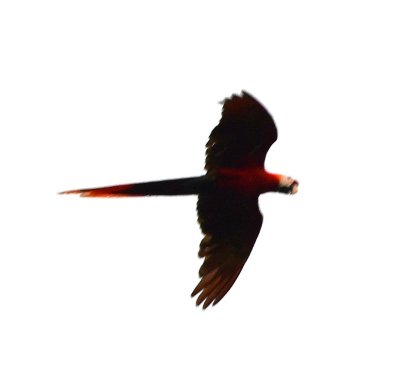 We also had a couple of Scarlet Macaws fly by.
