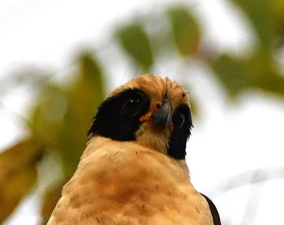 Head of the Laughing Falcon