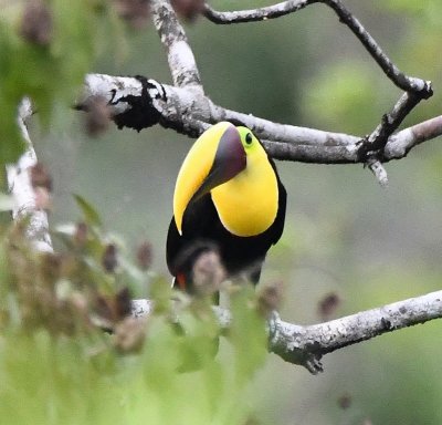 A couple of Yellow-throated Toucans flew into a nearby tree.