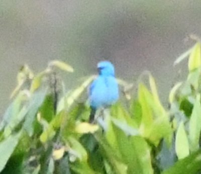 Close-up of the Blue Dacnis
