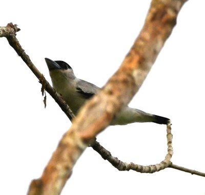 A male Black-crowned Tityra flew into a tree closer to the tower.