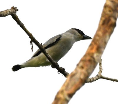 Male Black-crowned Tityra