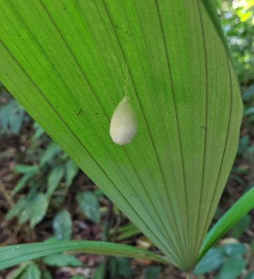 While we were walking after breakfast, we saw this insect egg pouch attached to the underside of a palm leaf.