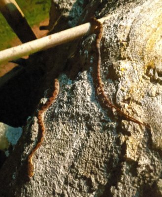 The snake was about a foot long and only about a quarter of an inch in diameter. Chito identified it the next day as a Cat-eyed Snake (Northern Cat-eyed snake, Leptodeira septentrionalis, in Osa Peninsula, Costa Rica), because of the pattern on its back. 