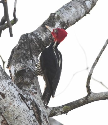 We went to the observation tower and saw this Pale-billed Woodpecker.