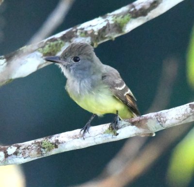 A Great Crested Flycatcher was also in a nearby tree.