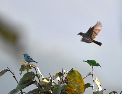 My shot of the male and female Blue Dacnis was photo-bombed by a Piratic Flycatcher.