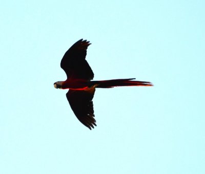 A Scarlet Macaw flew over us.