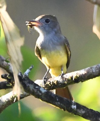 Great Crested Flycatcher, with cicada