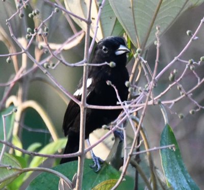 Male White-shouldered Tanager