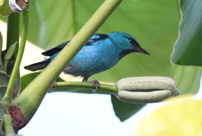 The male Blue Dacnis came into a Cecropia tree very close to the tower.