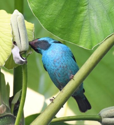 Male Blue Dacnis, eating the fruit of the Cecropia tree