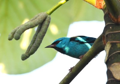 Male Blue Dacnis, at the fruit of the Cecropia tree again