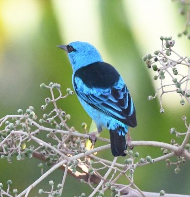 Back view of the male Blue Dacnis