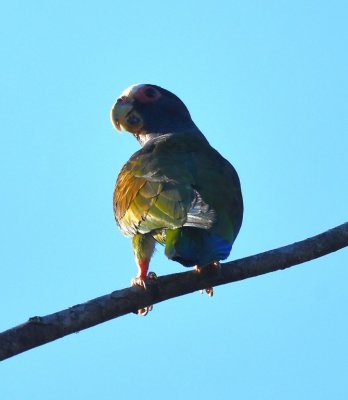 A White-crowned Parrot perched in the early morning sunlight.