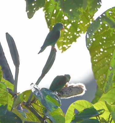 Orange-chinned Parakeets