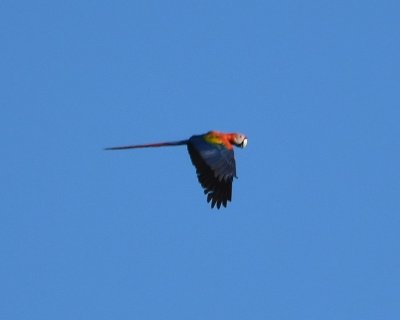 Another Scarlet Macaw flew over us.