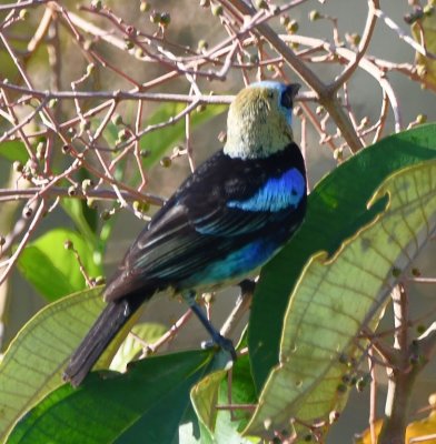 Back view of the Golden-hooded Tanager