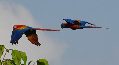 Two more Scarlet Macaws, flying by
