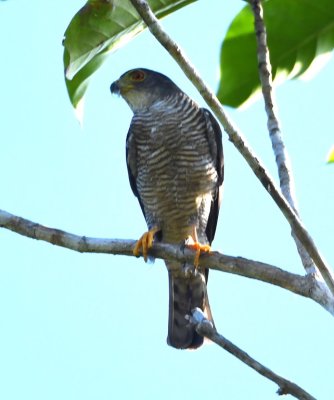 The surprise of the morning was this Tiny Hawk that flew into a nearby tree. It was flying with, or perhaps, chasing a Broad-winged Hawk, but Chito excitedly told us to focus our attention on this bird, because this species is rarely seen.