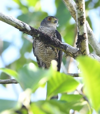 Tiny Hawk, from observation tower at Danta Corcovado Lodge, Costa Rica